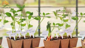 لیبل نهال چیست؟