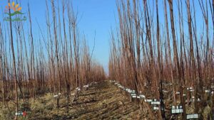 تأثیر استفاده از لیبل نهال