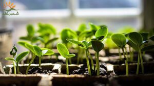 مزایای استفاده از لیبل نهال